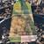 Grape Vines - Grafted Fruiting