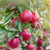 Apple Super Dwarf - Red Delicious