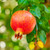 Pomegranate Varieties