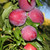 Plum - 2 way Santa Rosa and Satsuma
