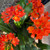 Clivia - Varieties