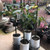 Avocado - Varieties