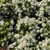 Alyssum