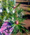 Isopogon - Varieties