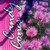 Isopogon - Varieties
