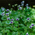 Viola Hederacea - Native Violet