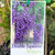 Wisteria - Double Japanese