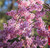 Prunus - Weeping Cherry - Pink Cascade