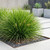 Lomandra - Lime Tuff