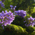 Jacaranda - Mimosifolia