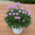 Armeria - Dreameria Sweet Dreams