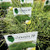 Casuarina Glauca - Cousin It / Shagpile