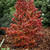 Coprosma - Ignite