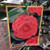 Camellia Japonica - Varieties