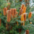 Banksia Ericafolia - Giant Candles
