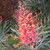 Grevillea - Supurb