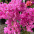 Bougainvillea - Varieties