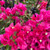 Bougainvillea - Varieties
