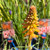 Kniphofia - Red Hot Poker - Varieties