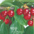 Cherry - Dwarf Trixzie Black Cherree