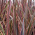 Phormium - Varieties