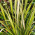 Phormium - Varieties