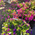 Calibrachoa - Hanging Basket