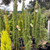 Cupressus Glauca - Pencil Pine