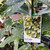 Aucuba Japonica - Gold Dust Variegata