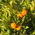 Cumquat - Green