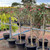 Grevillea Standard - Fanfare