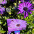 Osteospermum - Elite Blue African Daisy