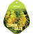 Grevillea - Lemon Daze