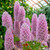 Ptilotus - Mulla Mulla