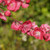 Prunus Persica Magnifica - Flowering Peach