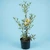 Olive - Europaea Dwarf "Garden Harvest"