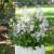 Plectranthus - Mona White