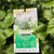 Plectranthus - Mona White