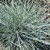 Festuca Glauca - Beyond Blue