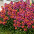 Erysimum- Elite Winter Orchid (Wall flower)