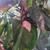 Philodendron- Pink Princess
