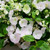 Hydrangea - Runaway Bride