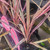Cordyline hybrida "Fairy Floss"