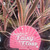 Cordyline hybrida "Fairy Floss"