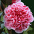 Camellia - Volunteer