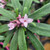 Daphne- Eternal Fragrance