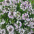 Lobularia - Alyssum Varieties