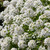 Lobularia - Alyssum Varieties