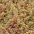 Coprosma - Rainbow Connection