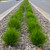 Lomandra - Little Lime